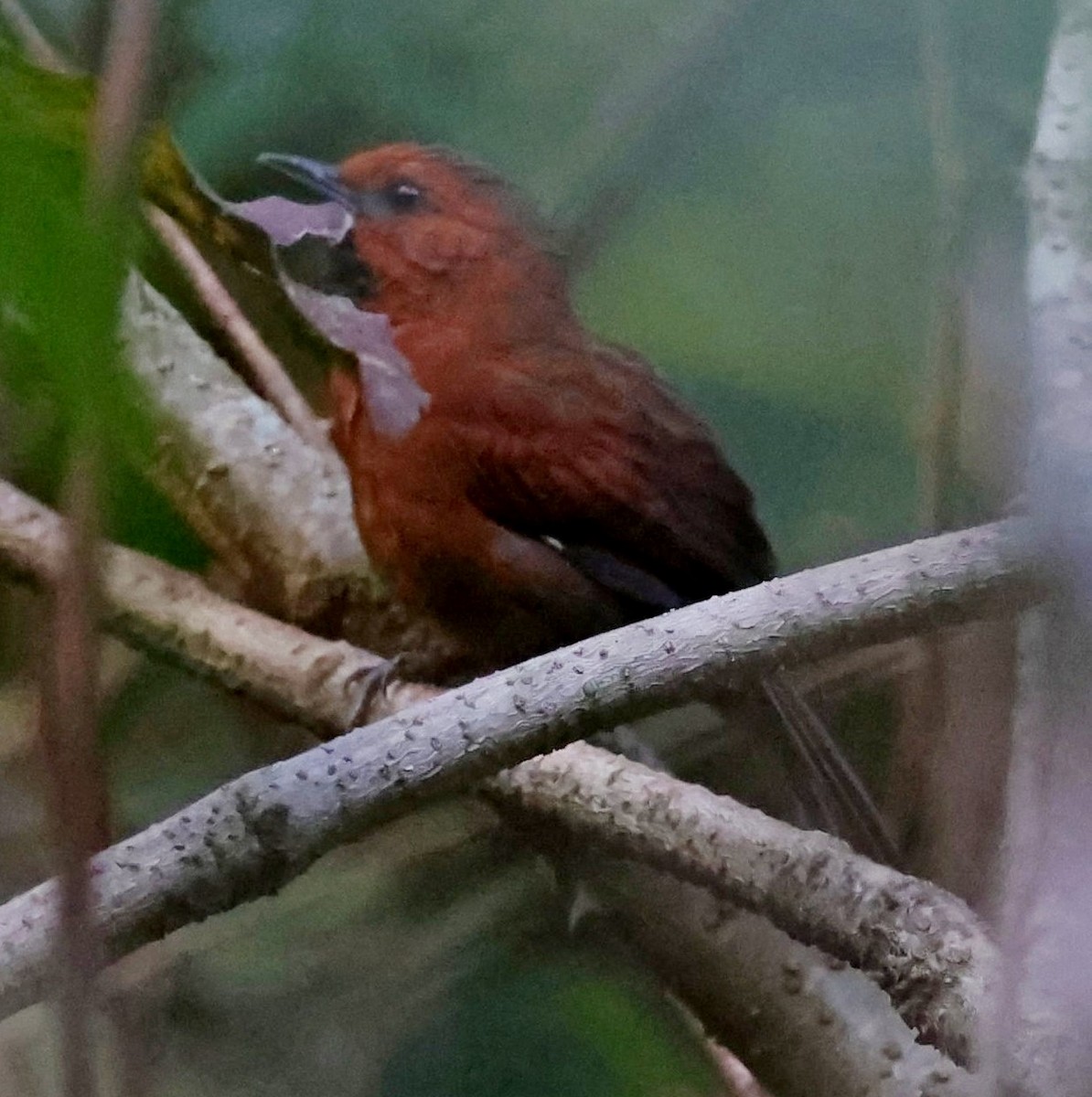 Ruddy Spinetail - ML610777958