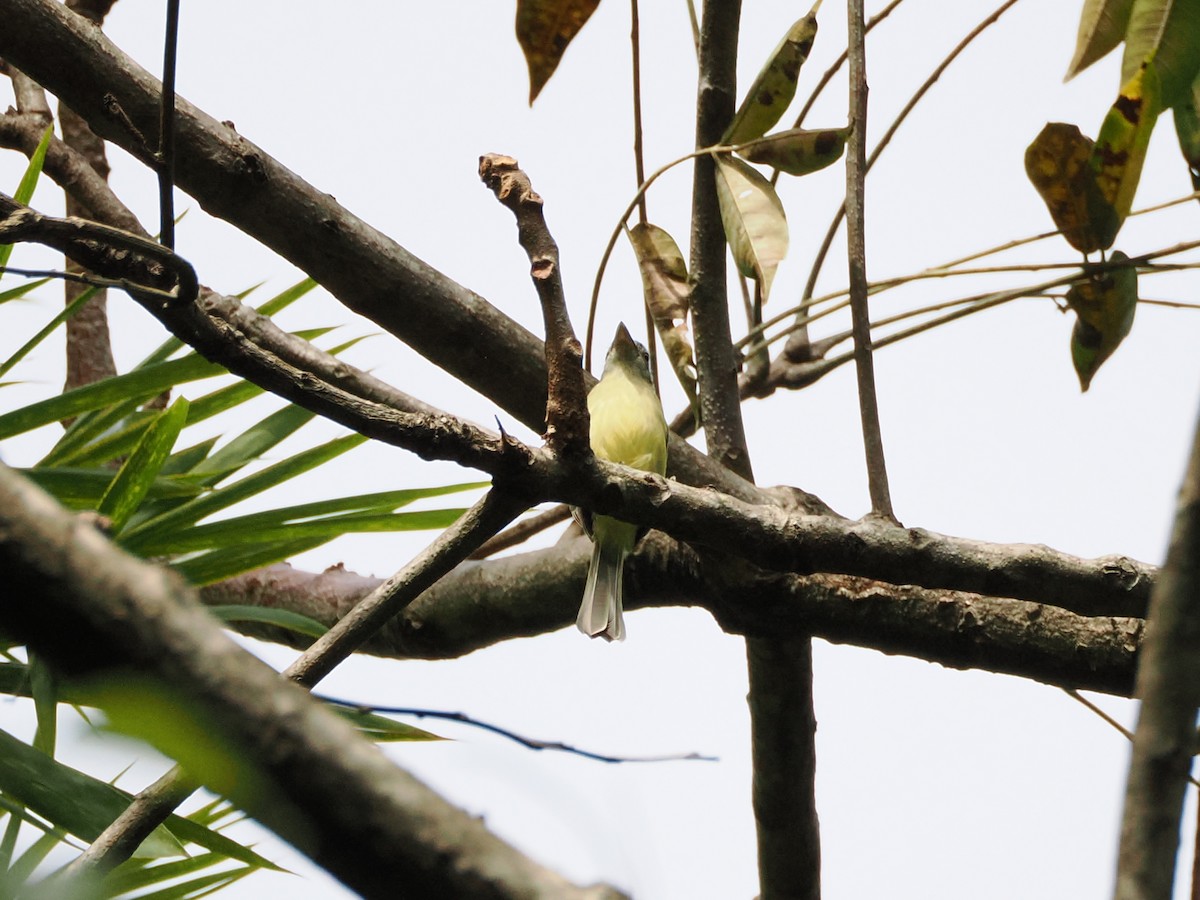 Yellow-olive Flatbill - ML610778026