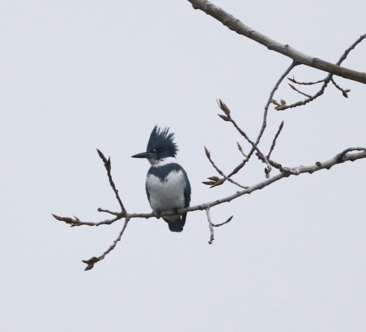 Belted Kingfisher - Mike Mencotti