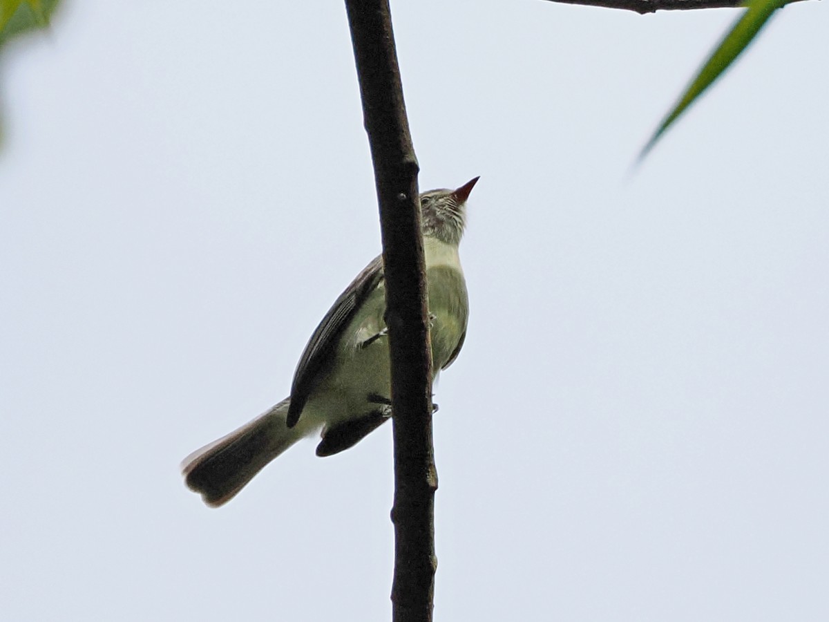 Southern Beardless-Tyrannulet - ML610778031