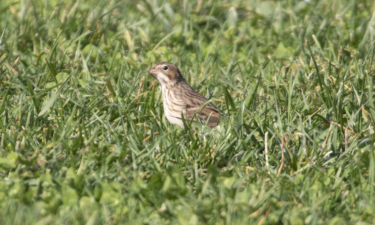 Vesper Sparrow - ML610778036