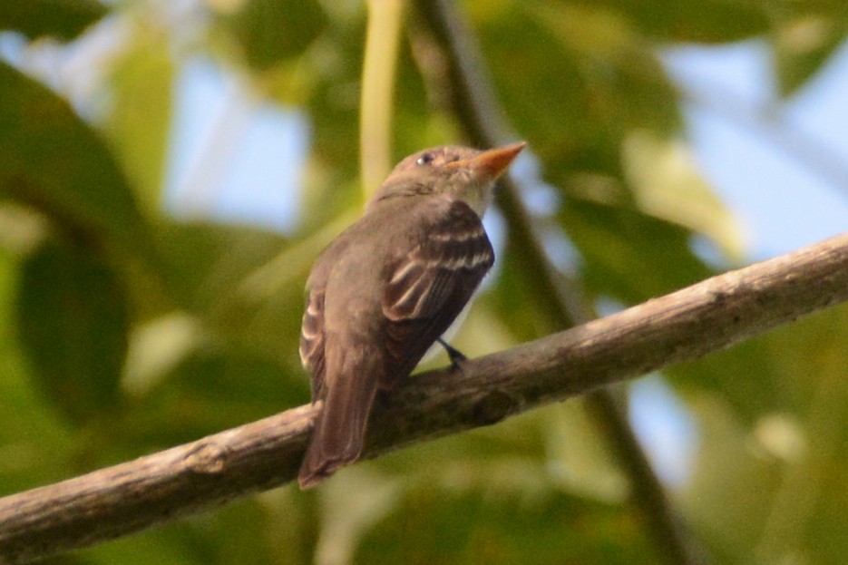 Eastern Wood-Pewee - Mark Hulme