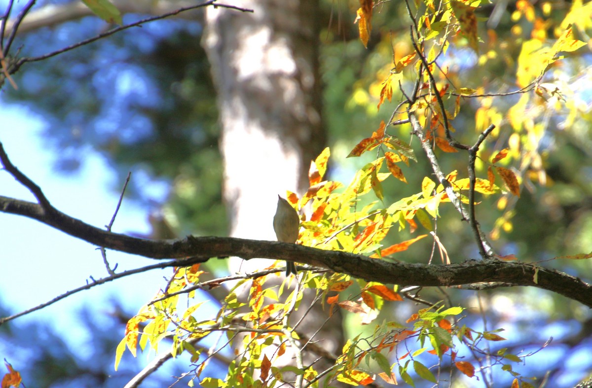 Ruby-crowned Kinglet - ML610778158