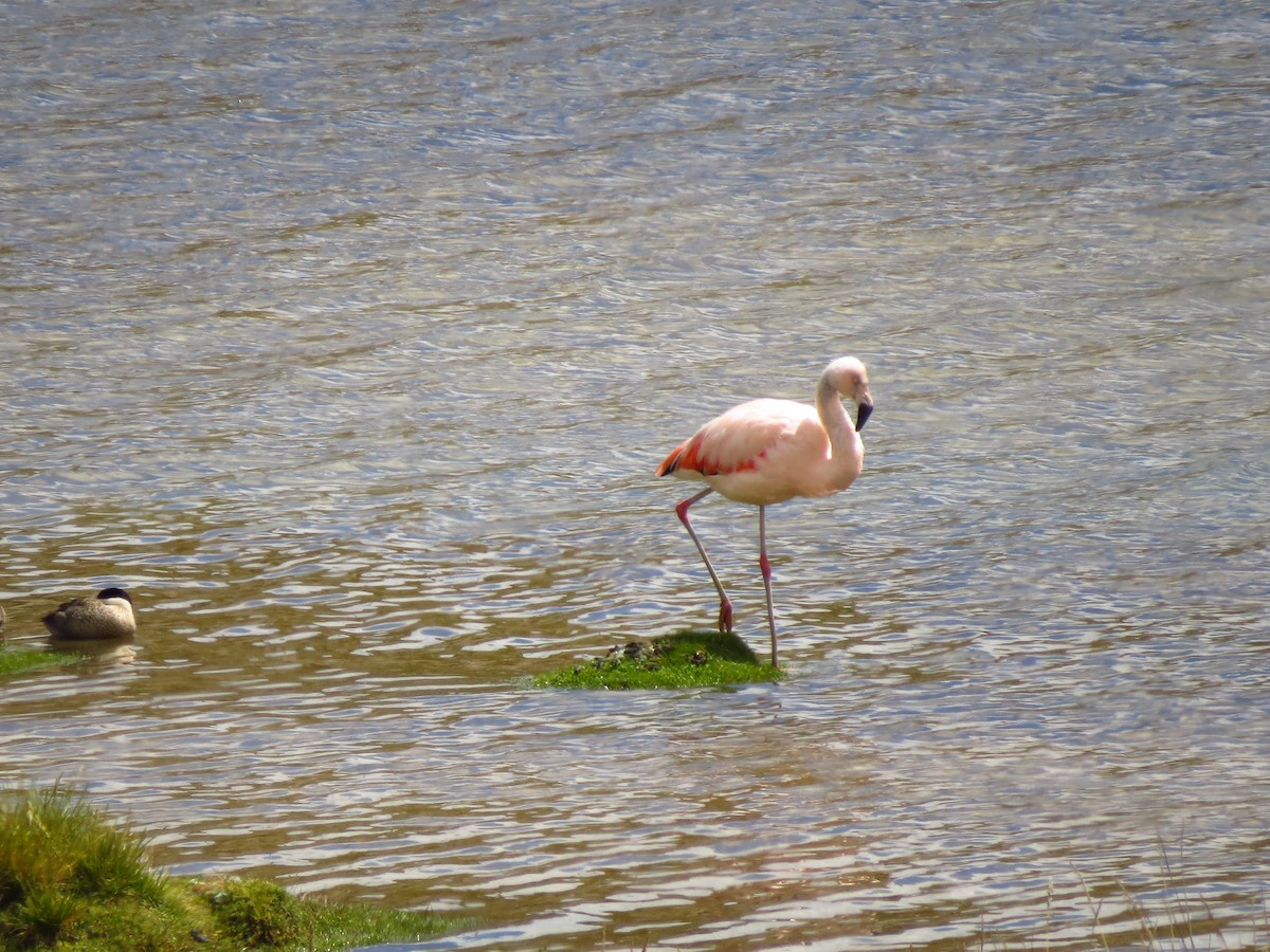 Chilean Flamingo - ML610778200