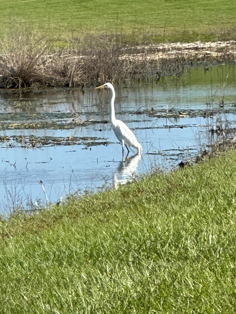 Great Egret - ML610778260