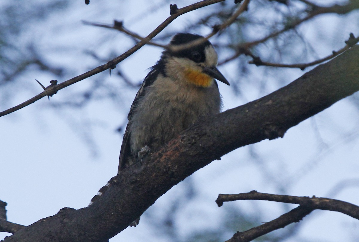 White-fronted Woodpecker - ML610778286