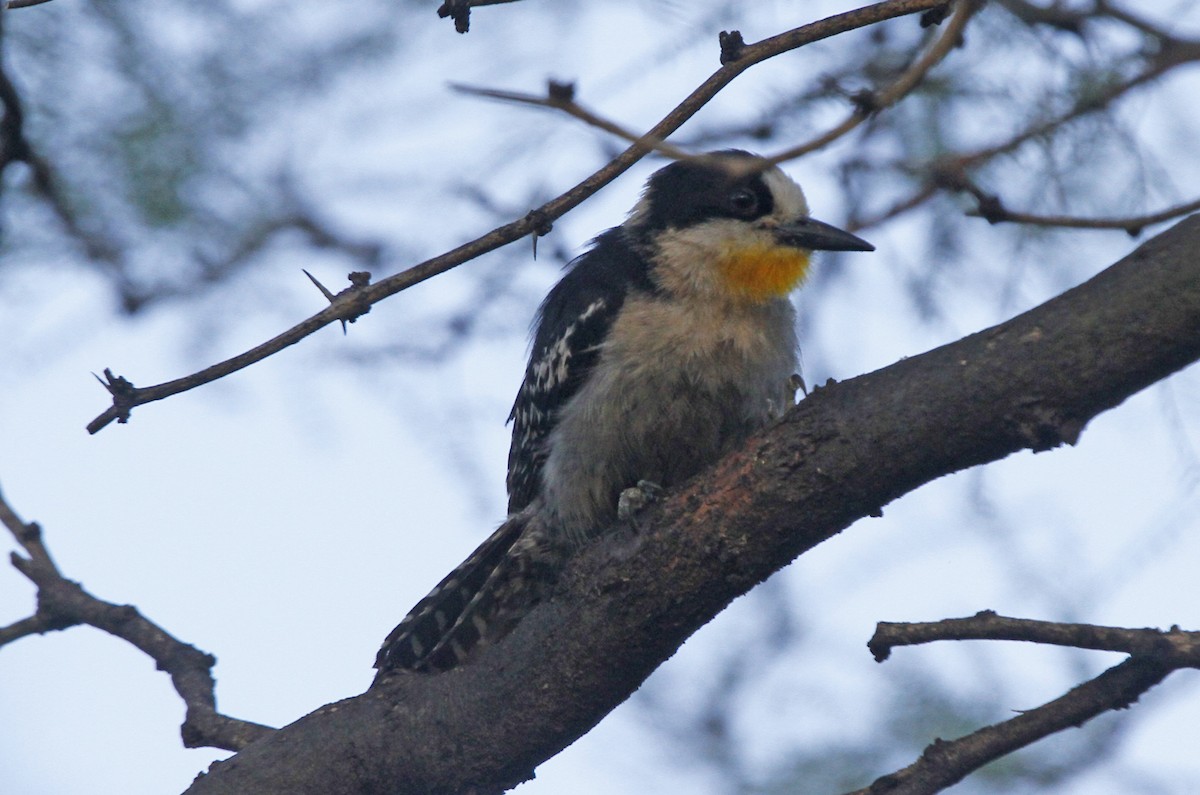 White-fronted Woodpecker - ML610778287