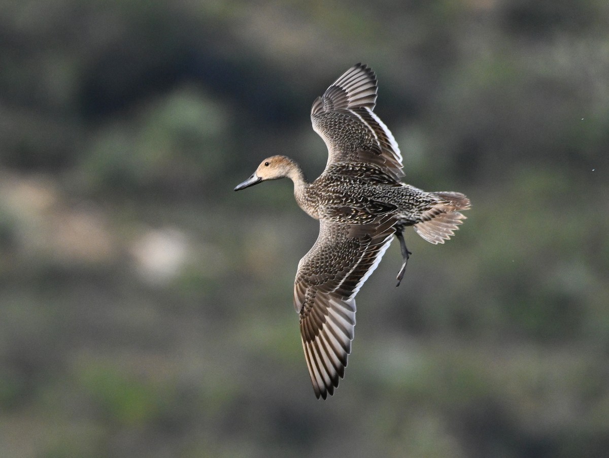 Northern Pintail - ML610778319