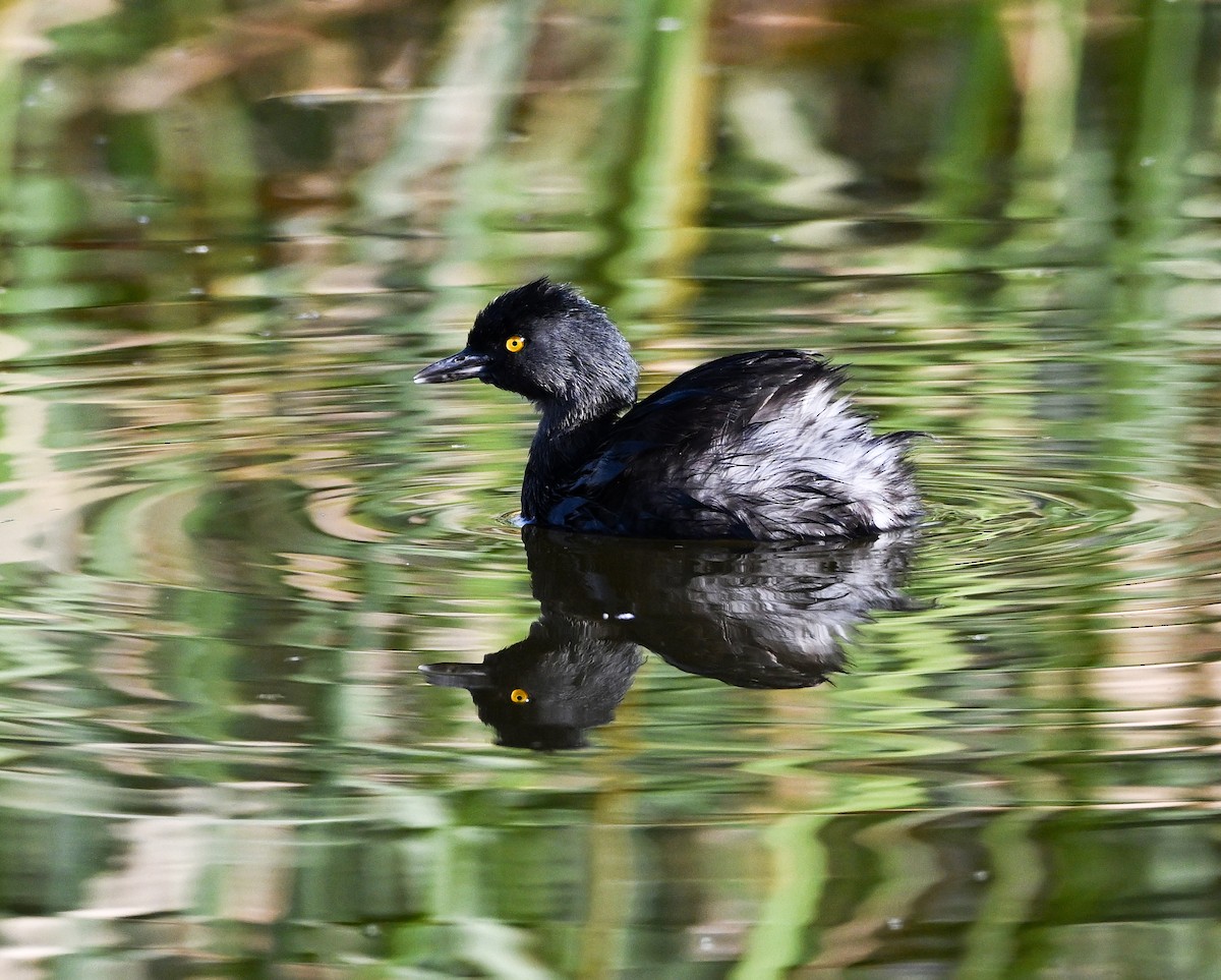 Least Grebe - ML610778326