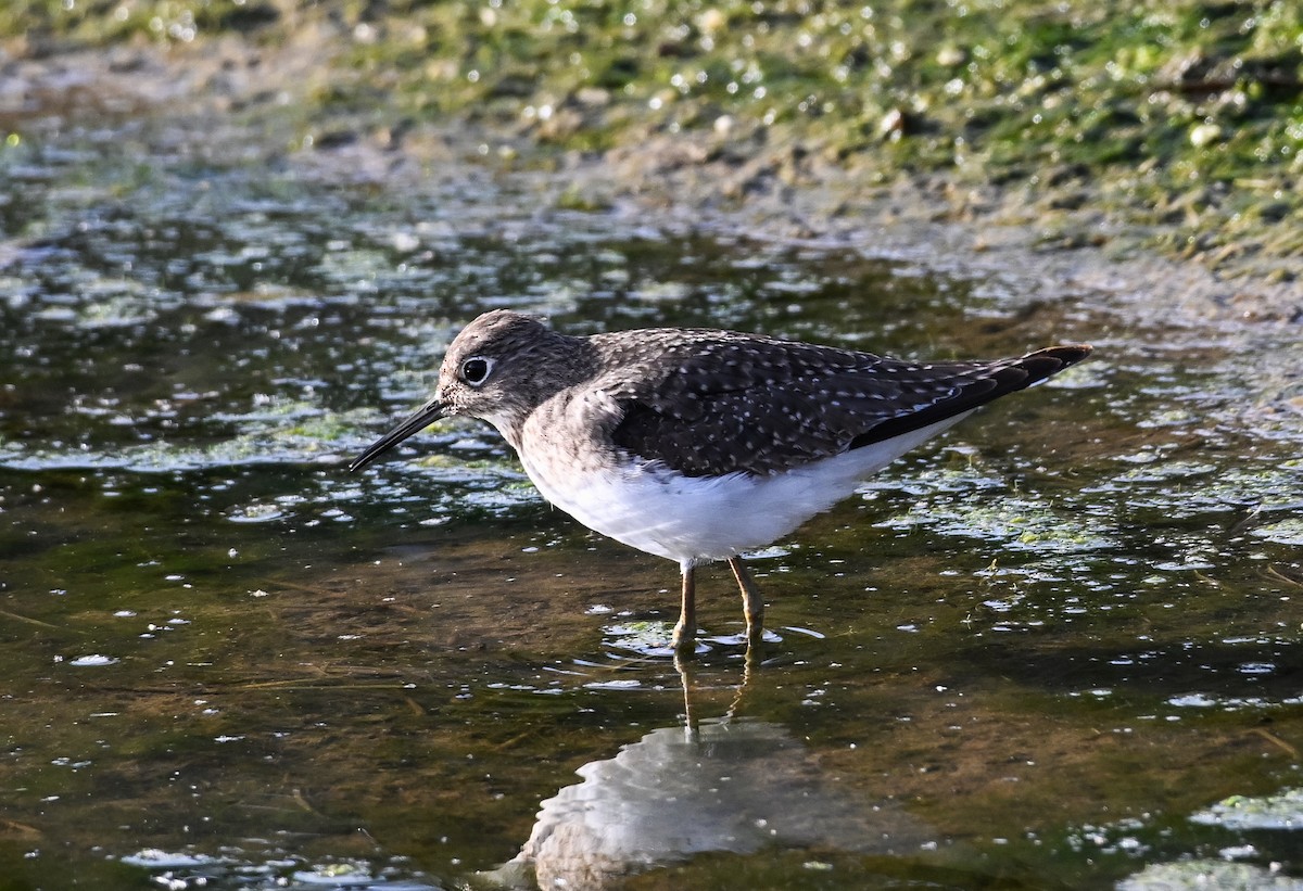 Solitary Sandpiper - ML610778336