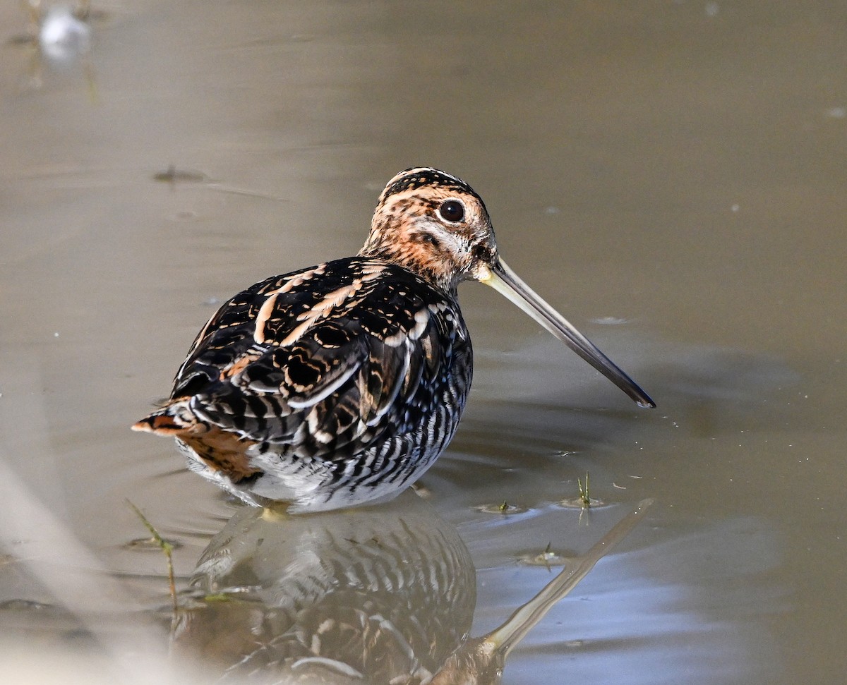 Wilson's Snipe - ML610778352