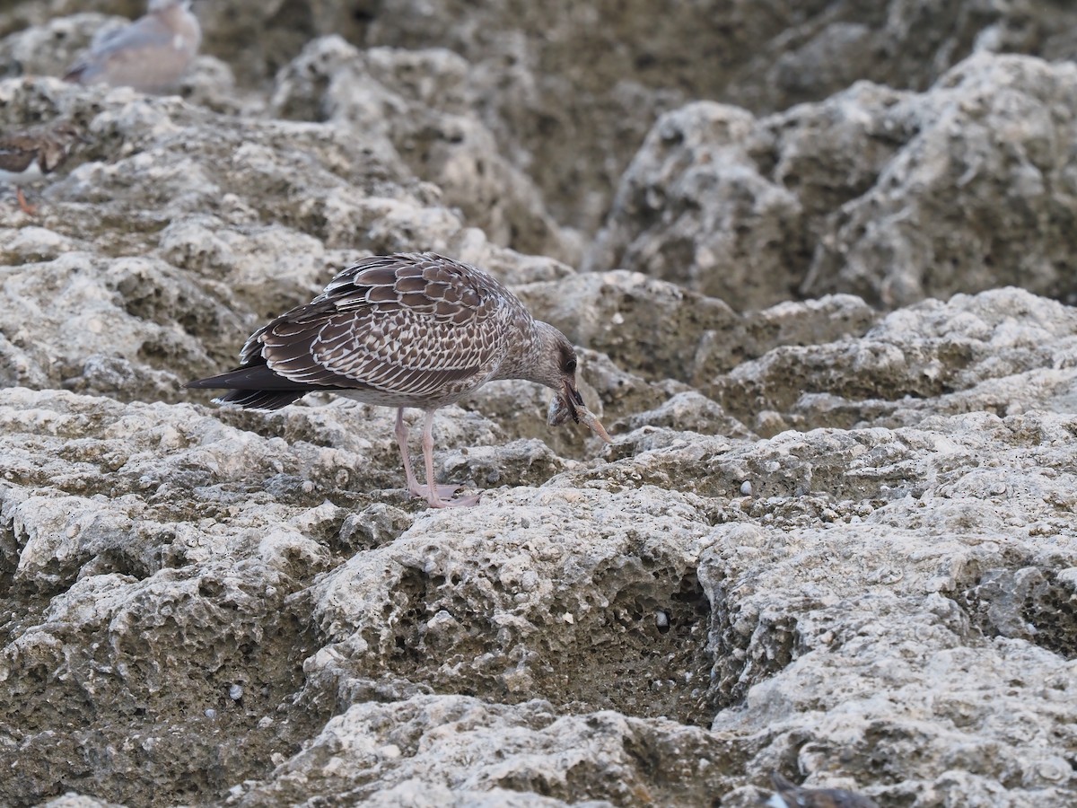Lesser Black-backed Gull - ML610778355