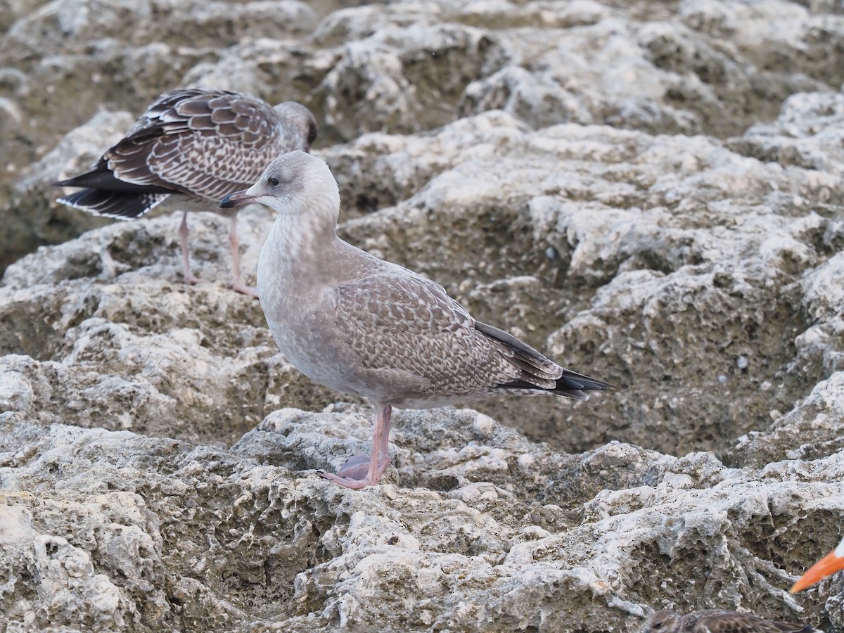 American Herring Gull - ML610778369