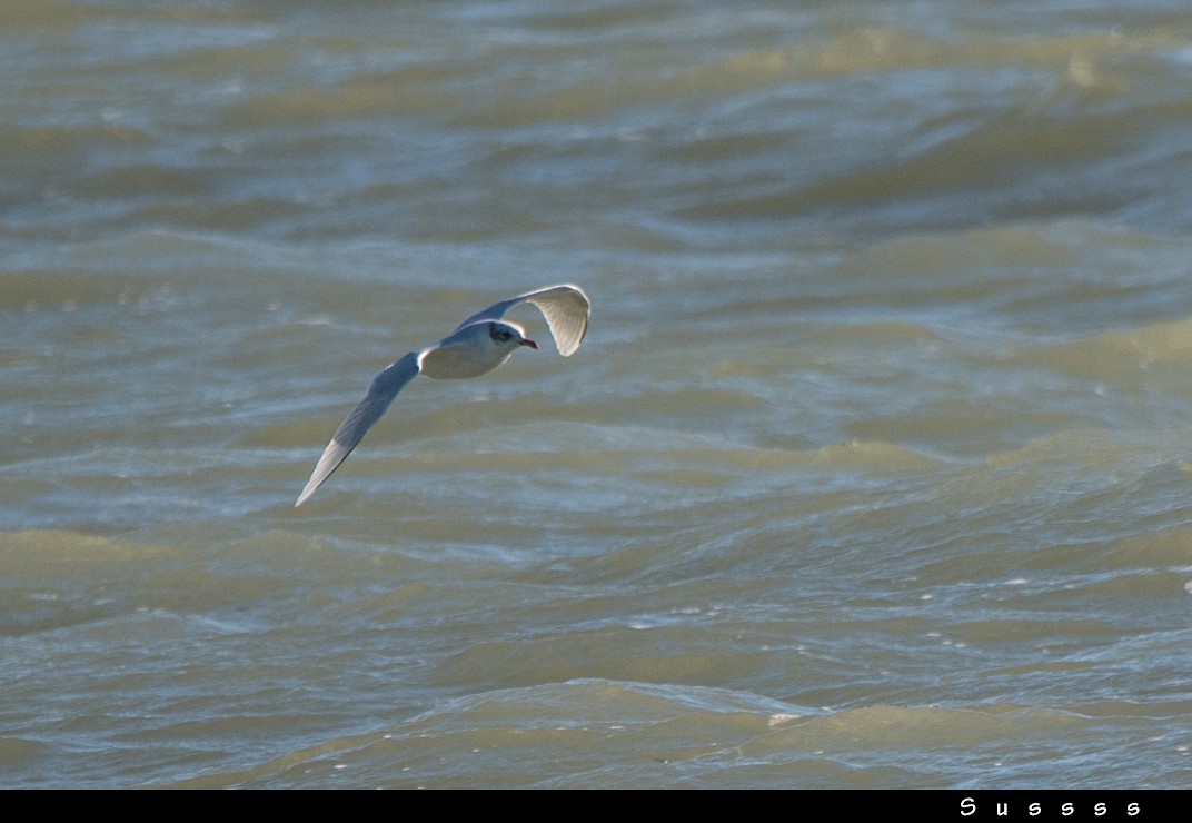 Mediterranean Gull - ML610778373