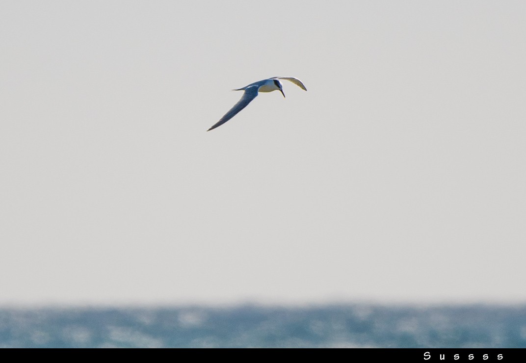 Sandwich Tern - ML610778401