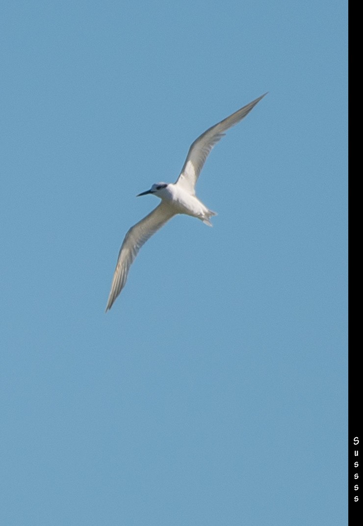 Sandwich Tern - ML610778402