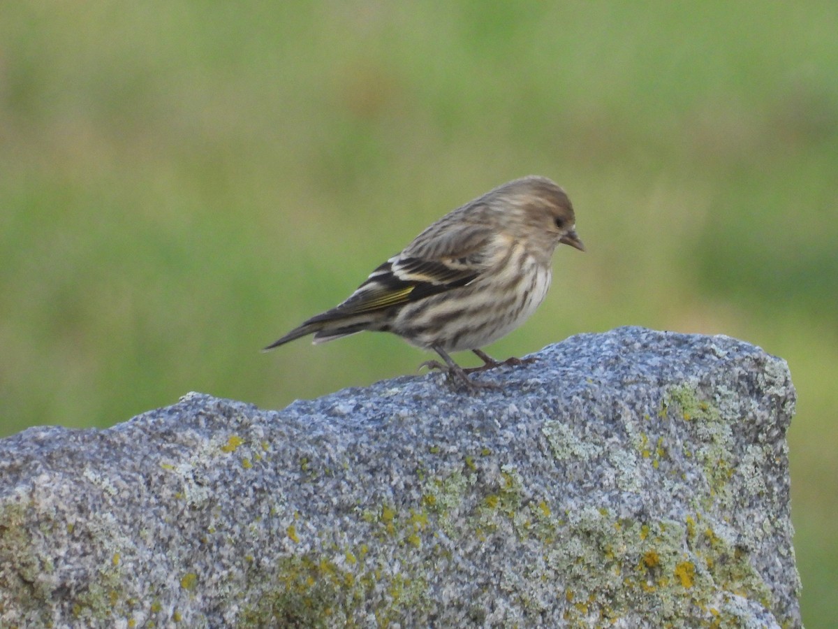 Pine Siskin - Walt Lutz