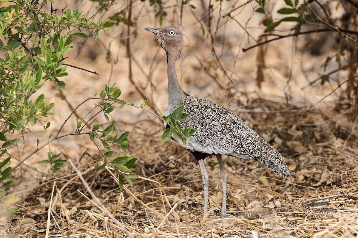 Buff-crested Bustard - ML610778478