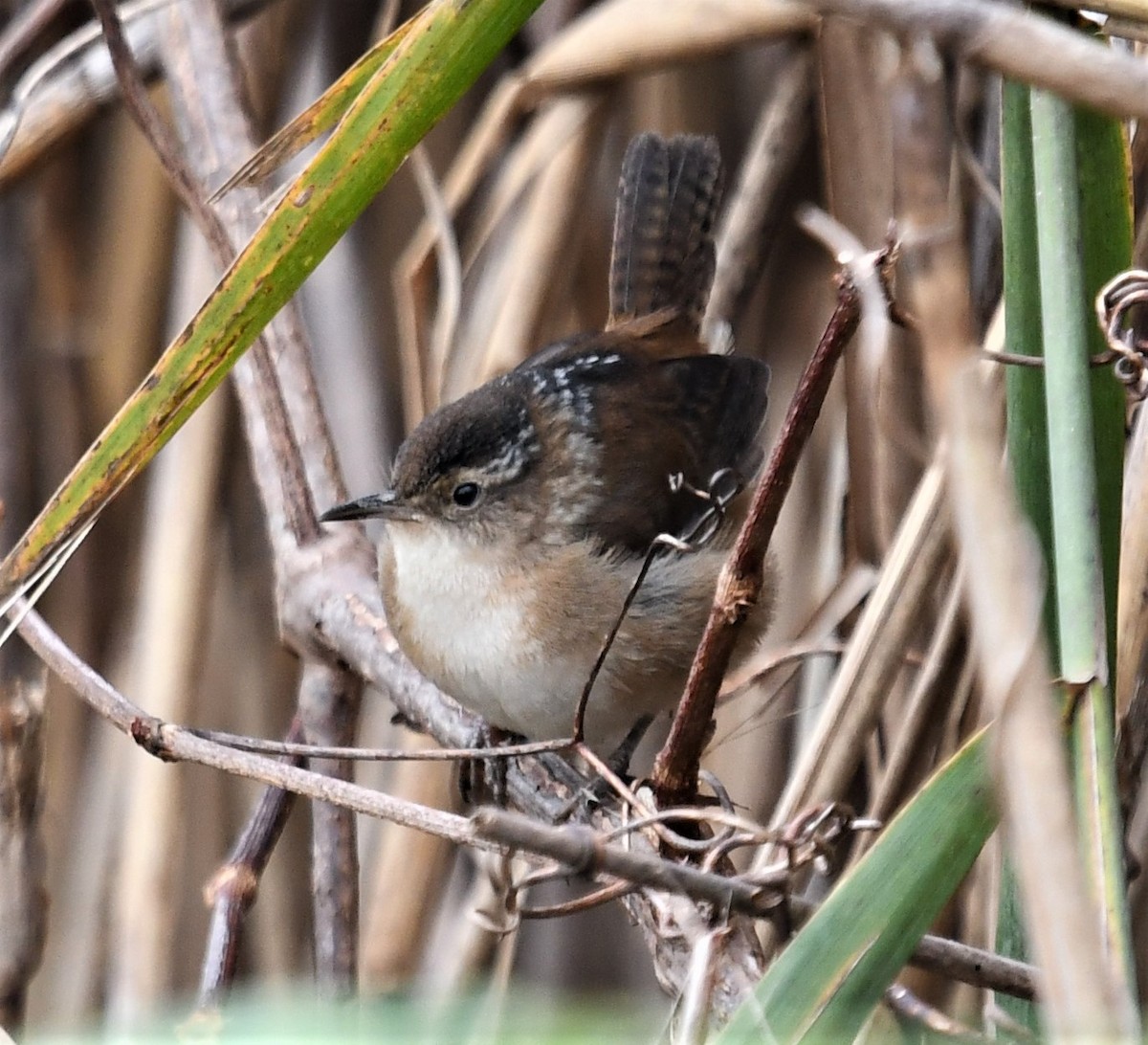 Marsh Wren - ML610778670