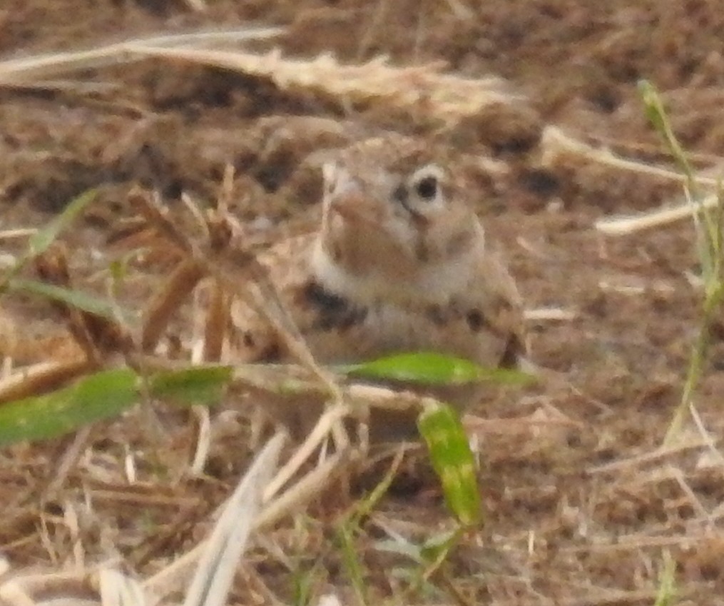 Mongolian Short-toed Lark - ML610778699