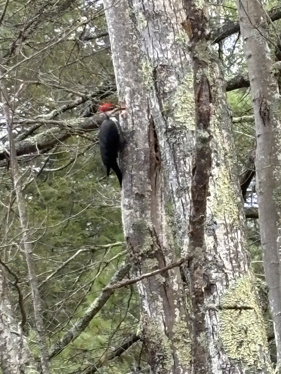Pileated Woodpecker - ML610778783
