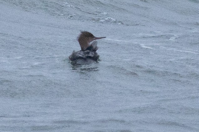 Red-breasted Merganser - ML610778793