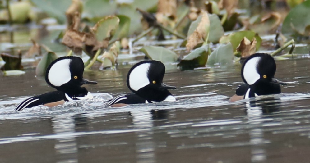 Hooded Merganser - ML610778845