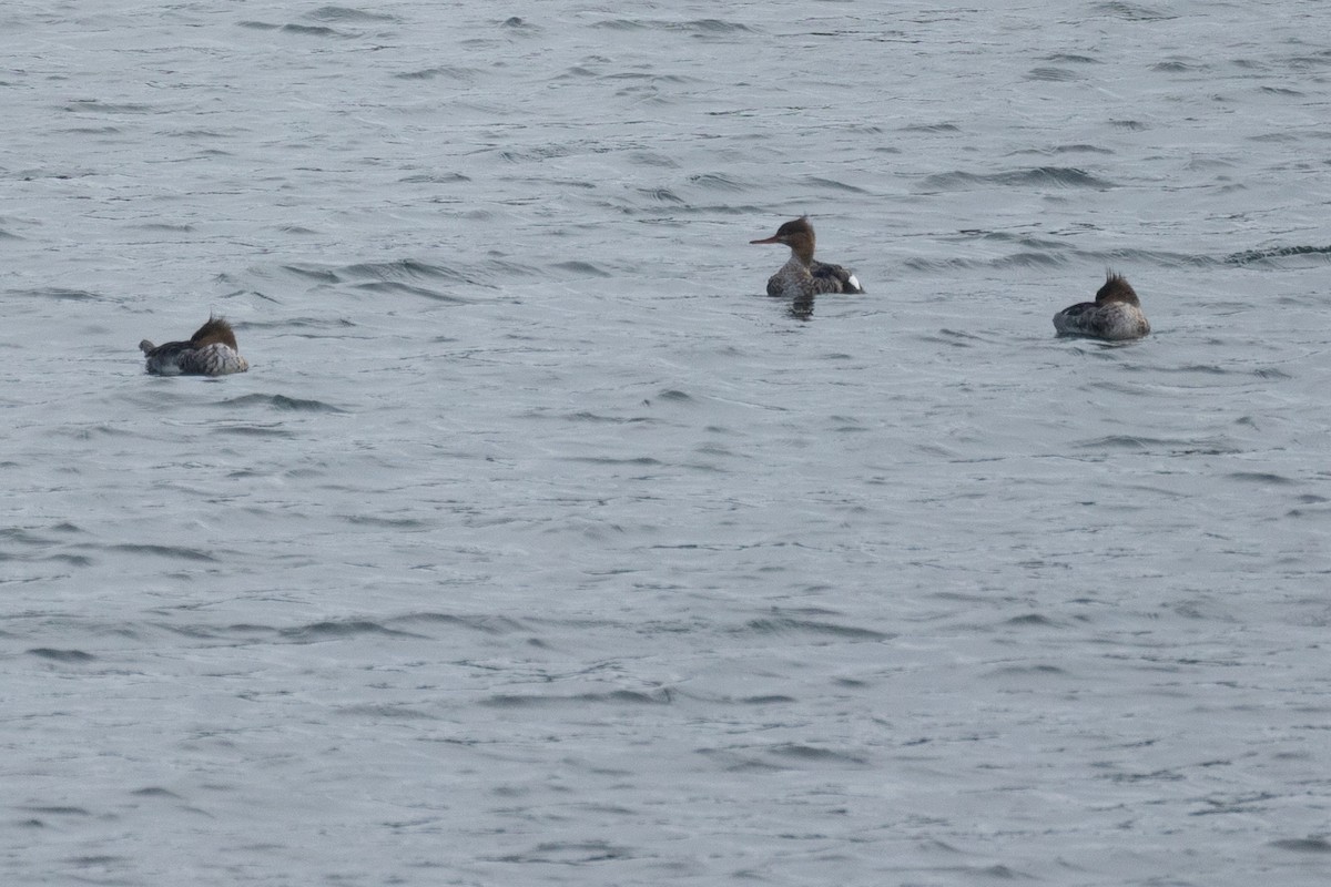 Red-breasted Merganser - Mitch (Michel) Doucet