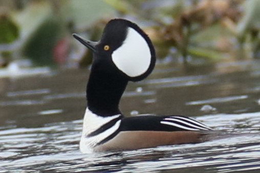 Hooded Merganser - ML610778852