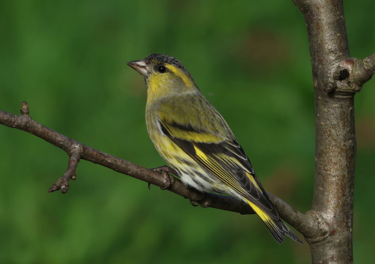 Eurasian Siskin - Davor Krnjeta