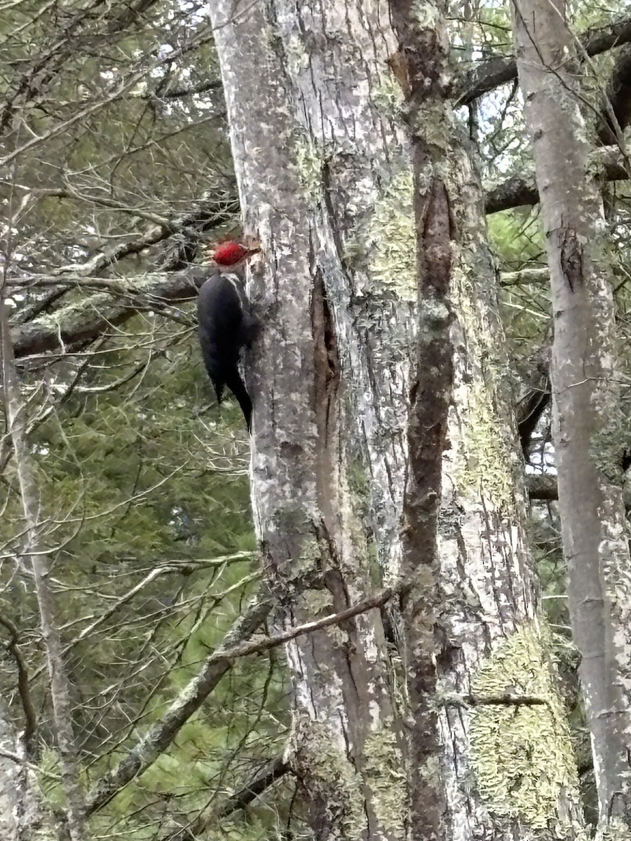Pileated Woodpecker - ML610778903