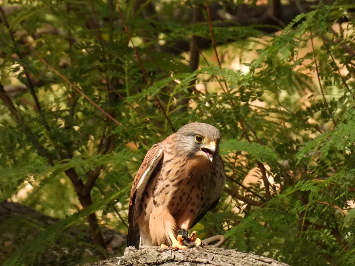 Eurasian Kestrel - ML610778929