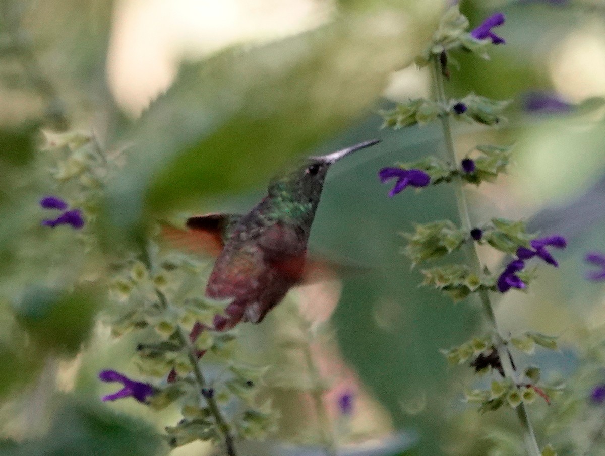 Berylline Hummingbird - ML610779052