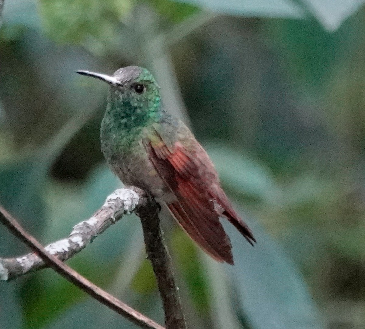 Berylline Hummingbird - ML610779057