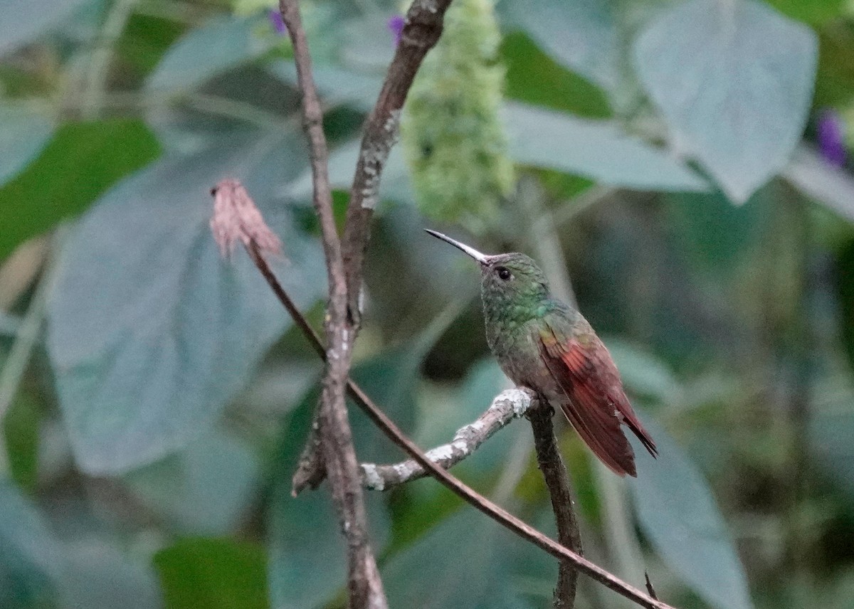 Berylline Hummingbird - ML610779061