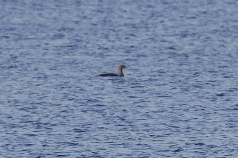 Pacific Loon - ML610779188