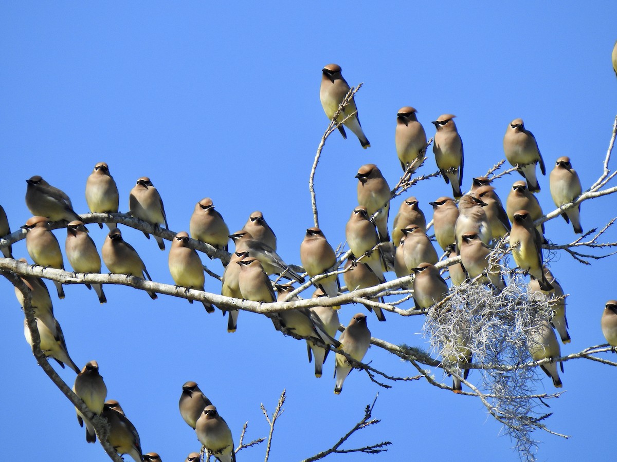 Cedar Waxwing - ML610779217