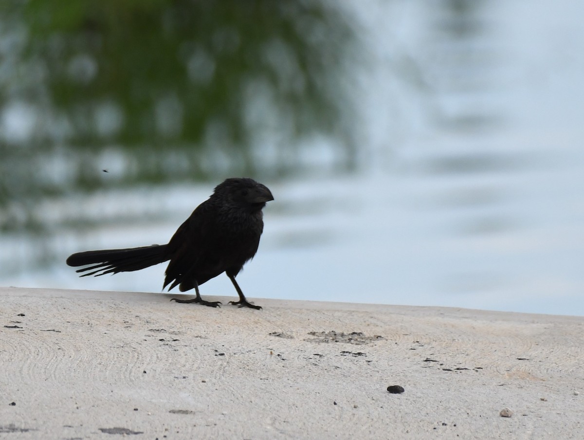 Groove-billed Ani - ML610779242