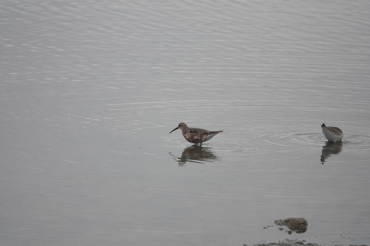 Curlew Sandpiper - ML610779293