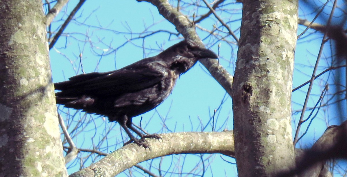 Common Raven - Tammy Hester