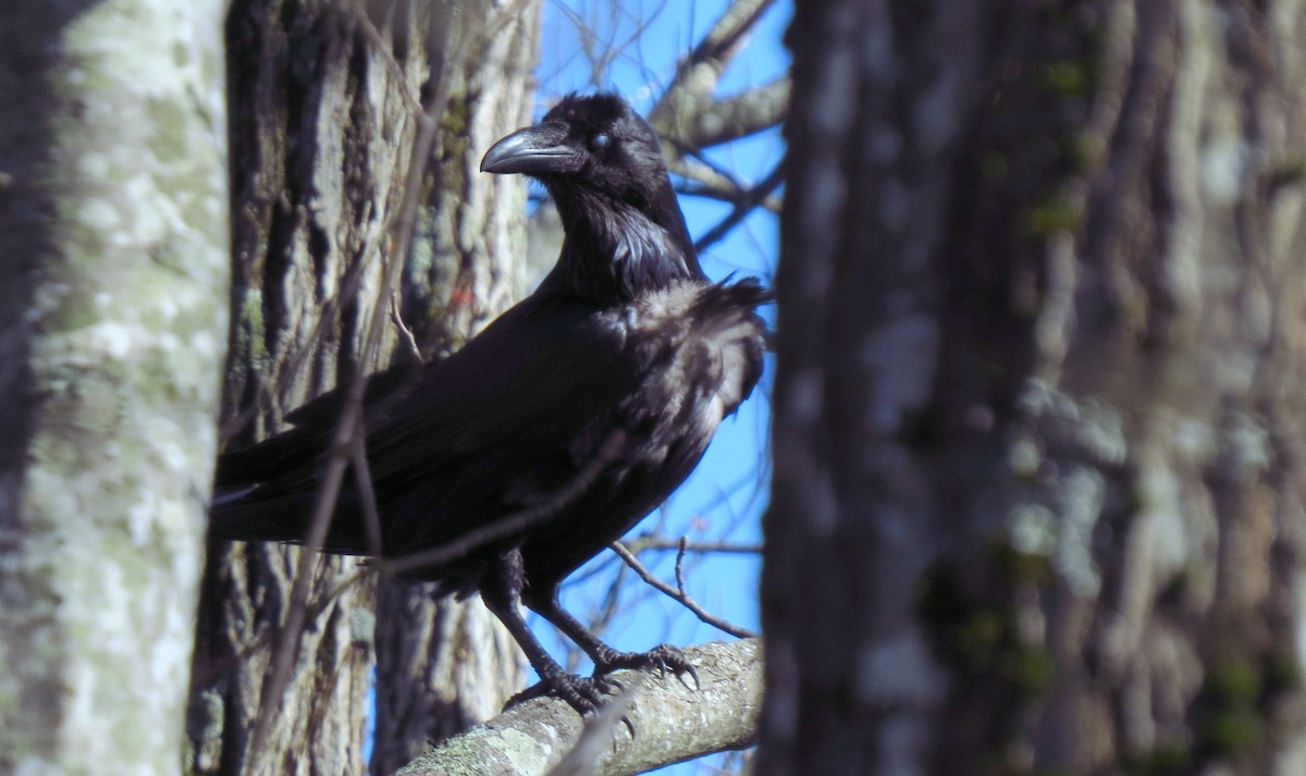 Common Raven - ML610779318