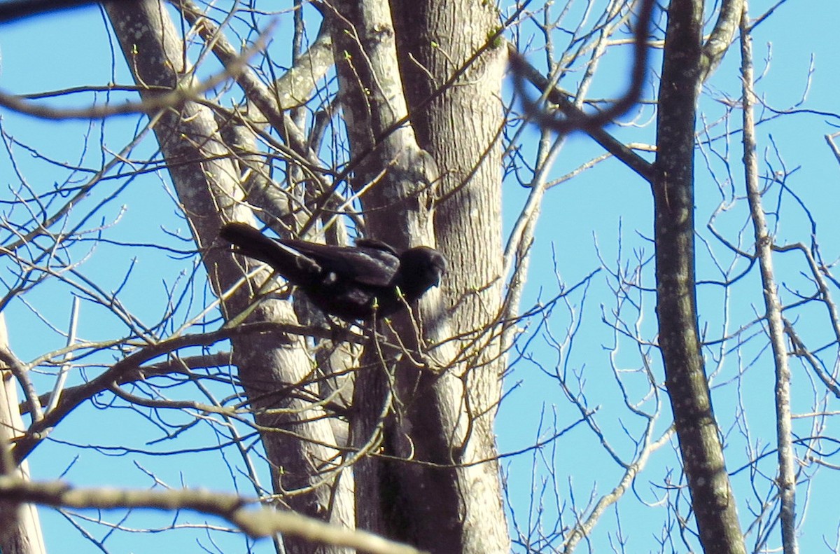 Common Raven - ML610779319