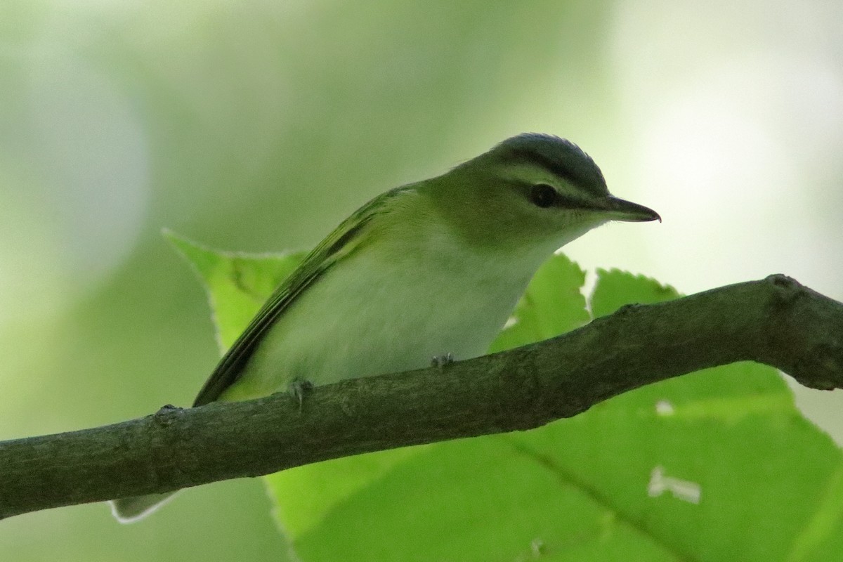 Red-eyed Vireo - ML610779432