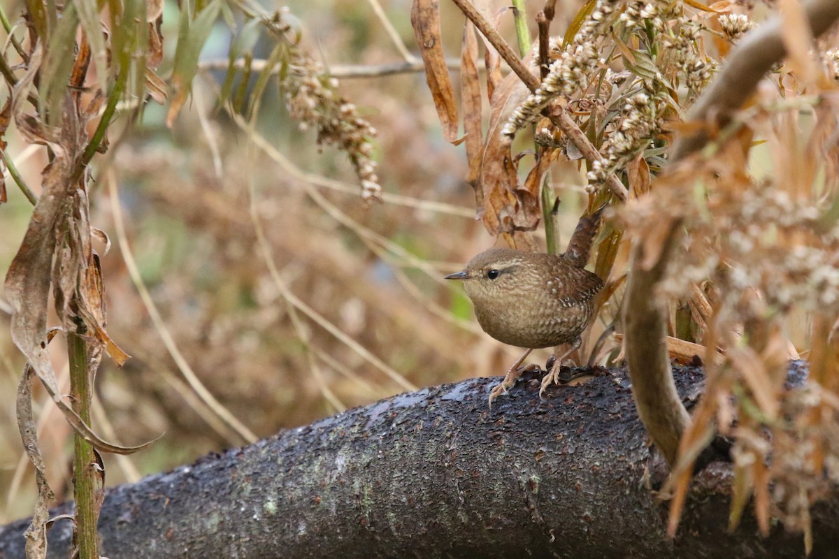 Winter Wren - ML610779456