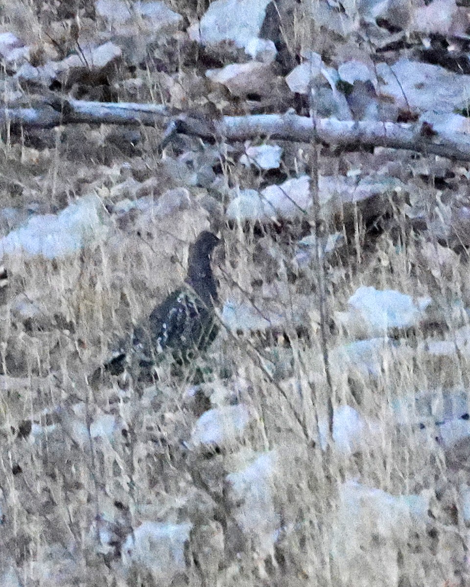 Dusky Grouse - ML610779589