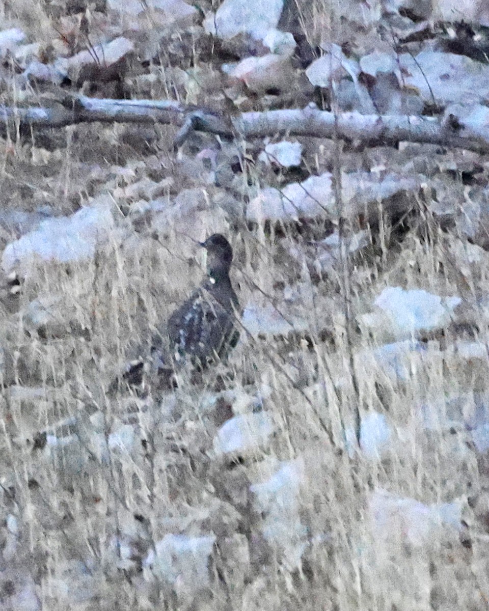 Dusky Grouse - ML610779590