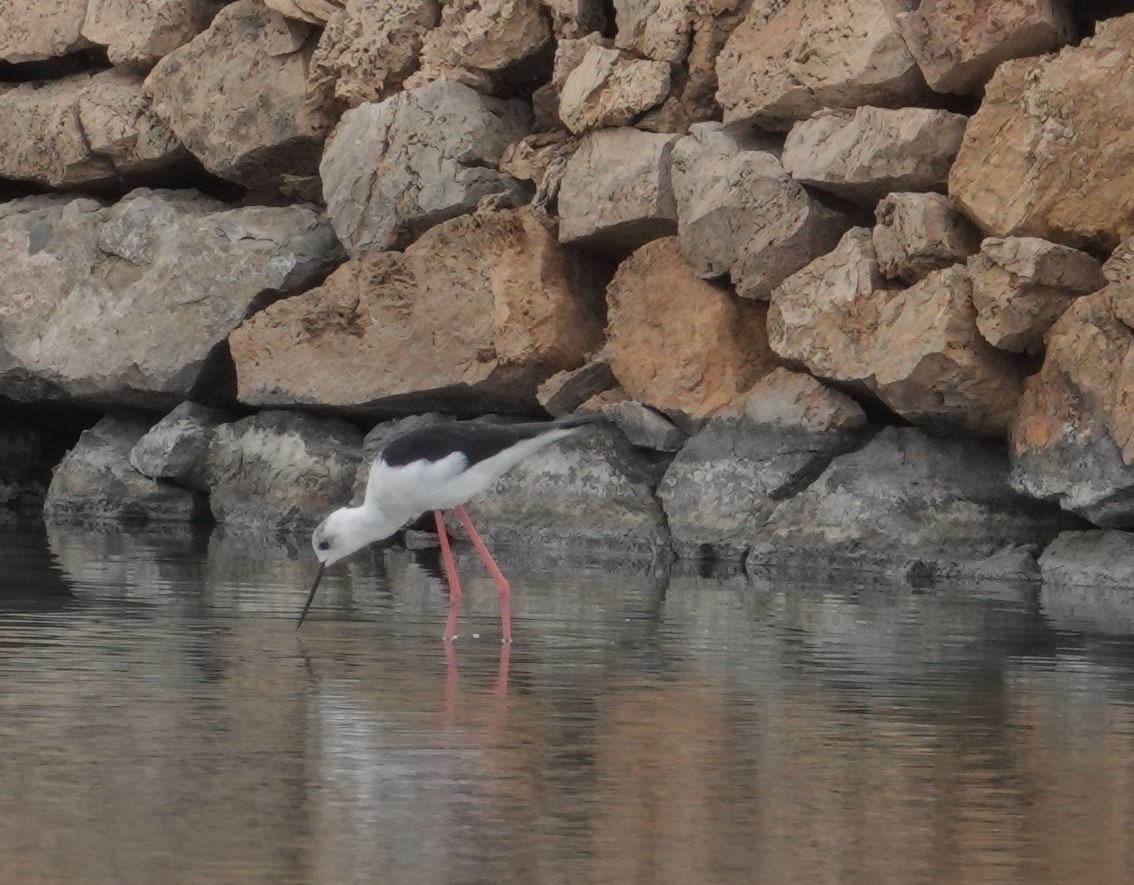 Black-winged Stilt - ML610779618