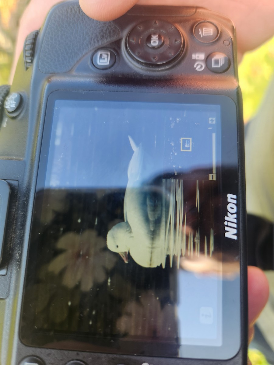 Ross's Goose - ML610779704