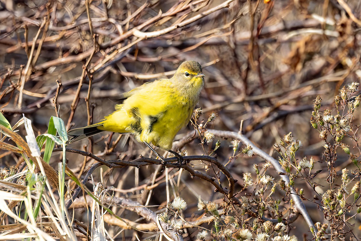 Palm Warbler - Chris S. Wood