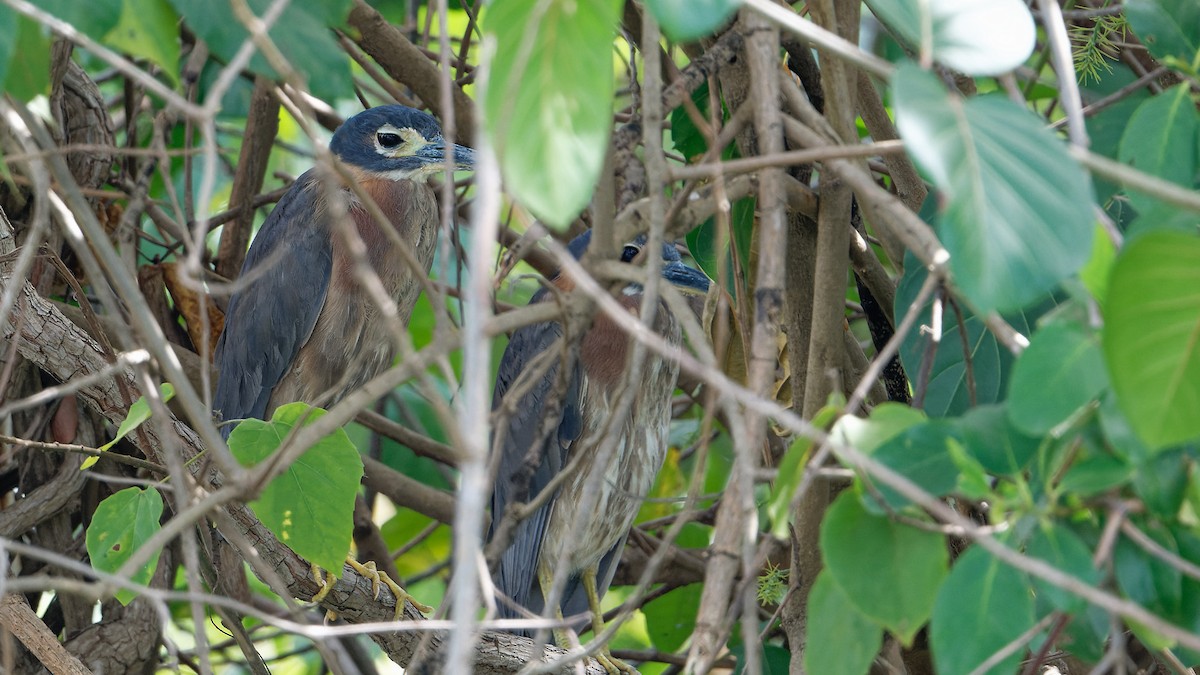 White-backed Night Heron - ML610779730